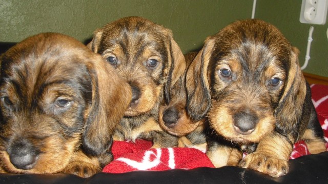 2013-04-08 003_liten