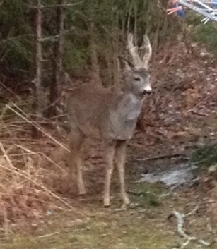 En bock till liten 2013-04-14 055