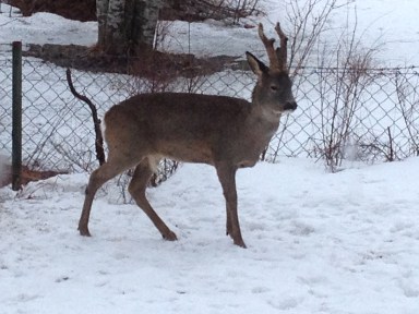 Fin bock 2013-04-14 052