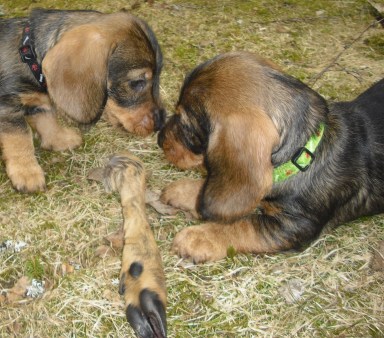 JakthundarMessis klöv