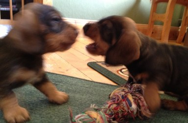 2013-04-11 016_fight