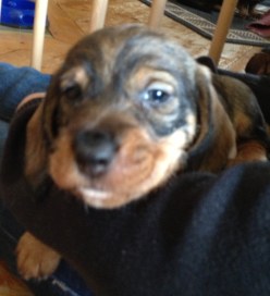 2013-04-11 038_Mille_liten