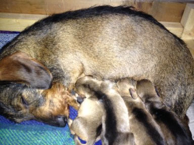 IPhone Mars 2013 087