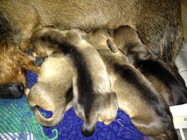 IPhone Mars 2013 088