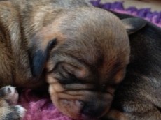 IPhone Mars 2013 102