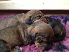 IPhone Mars 2013 103