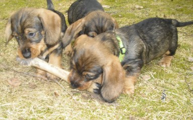 Jakthundar Klöven är min Messi