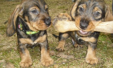 Jakthundar Mexes klöv