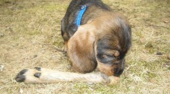 Jakthundar Min klöv Milito