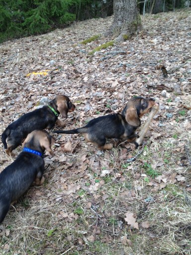 JakthundarMexes tog den